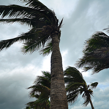 Palm trees and stormy sky