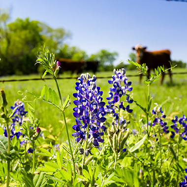 Bluebonnets