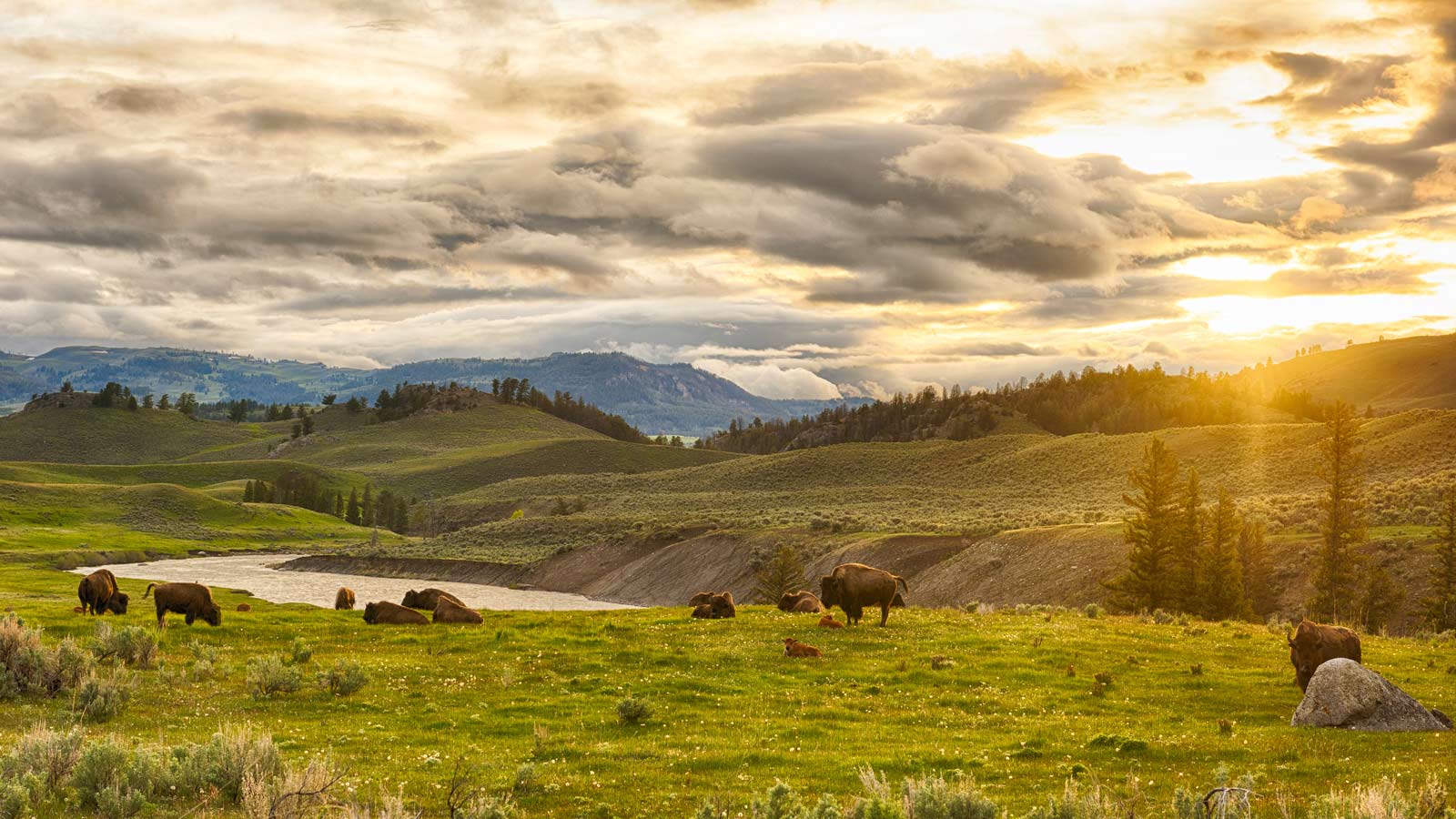 Buffaloes in Yelloswstone National Park \